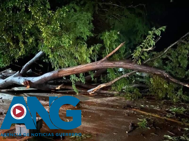 Desprendimiento de árbol deja incomunicada a la comunidad de Tenexpa, Tecpan de Galeana