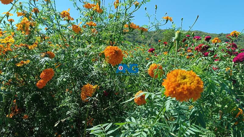 La flor de Cempasúchil, el terciopelo y el girasol, irradian desde que uno se asuma en Tixtla