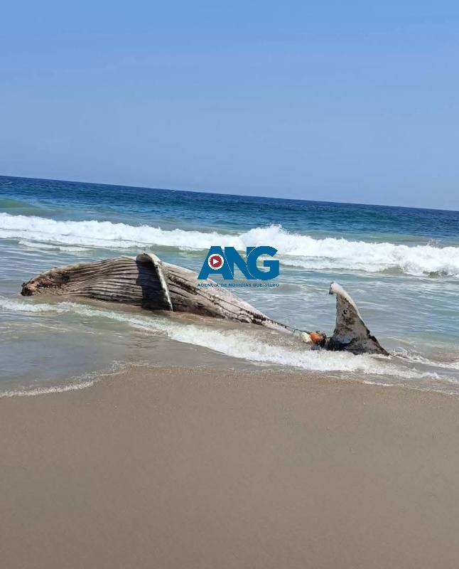 Tragedi4 en las costas de Coyuca de Benítez: ballena muer3 atrapad4 en redes de pesca