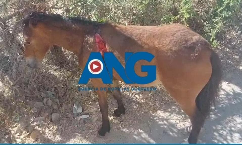 Piden ayuda para un caballo herido, en la calle principal del fraccionamiento Virreyes de #Petaquillas