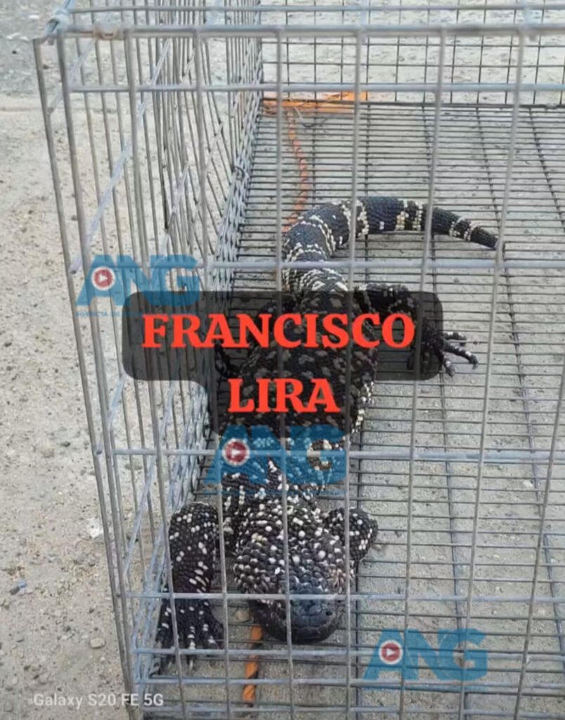 Capturan en Tecpan de Galeana a raro reptil conocido como “escorpión”